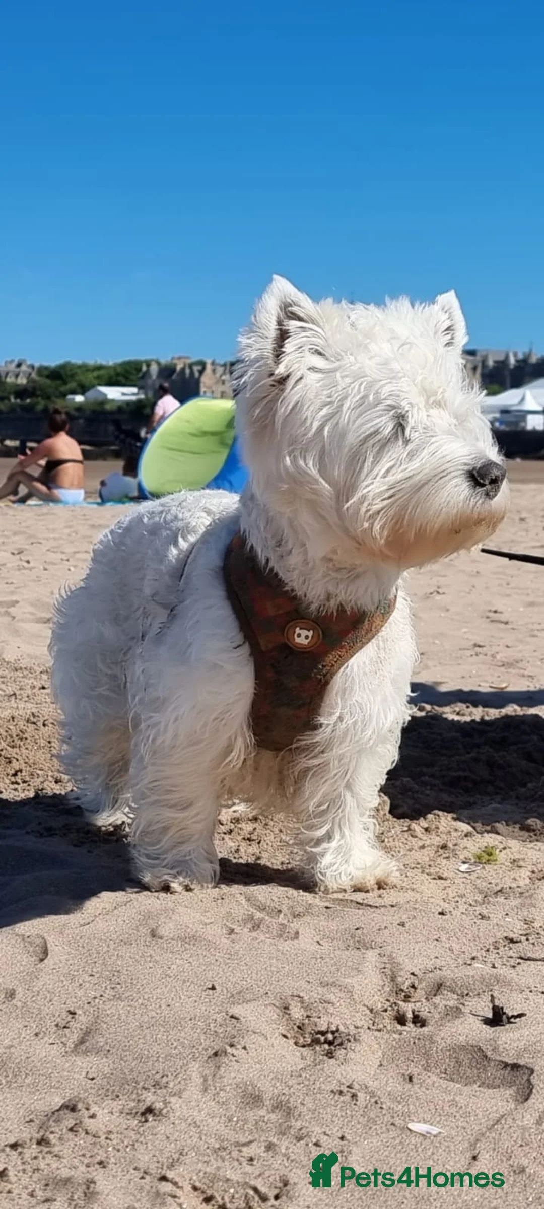 West Highland Terrier dogs for stud: KC West Highland terrier  in Edinburgh - Advert 2