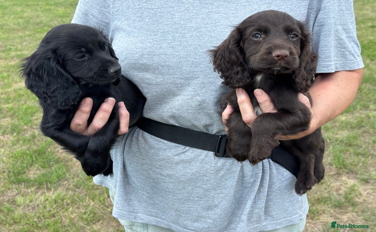Cocker Spaniel dogs - Advert 1