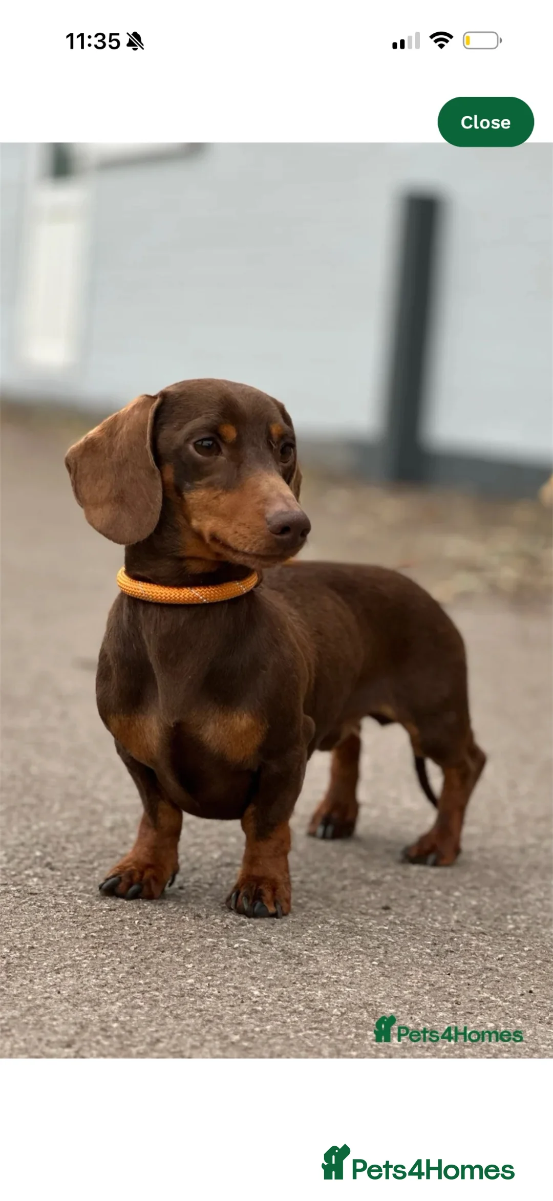 Miniature Dachshund dogs for sale: Miniature dachshund puppies  - Advert 2