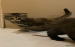 British Shorthair cats for sale: 6 kittens mixture of colours, bred from house cat  - Image 5