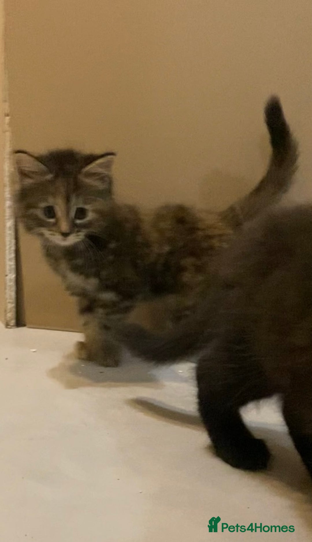 British Shorthair cats for sale: 6 kittens mixture of colours, bred from house cat  - Image 5