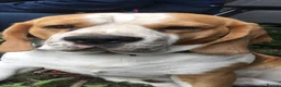 Beagle dogs for sale: STUNNING LITTER OF KC REG CHAMPION LINE BEAGLES  - Advert 19