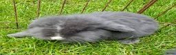 Mixed Breed rabbits for sale: 4 lovely minilop lionhead rabbits  - Advert 3