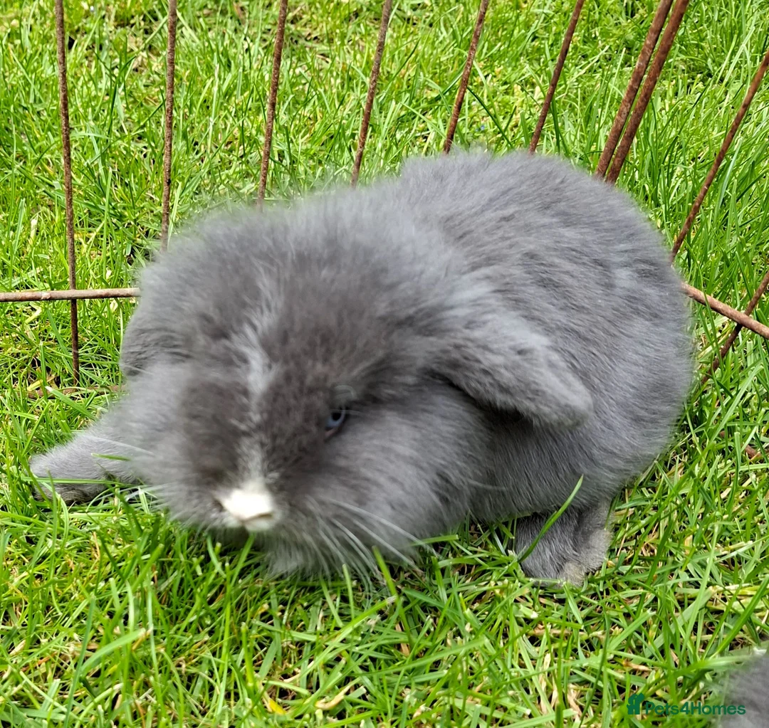 Mixed Breed rabbits for sale: ovely minilop lionhead rabbit - Advert 2