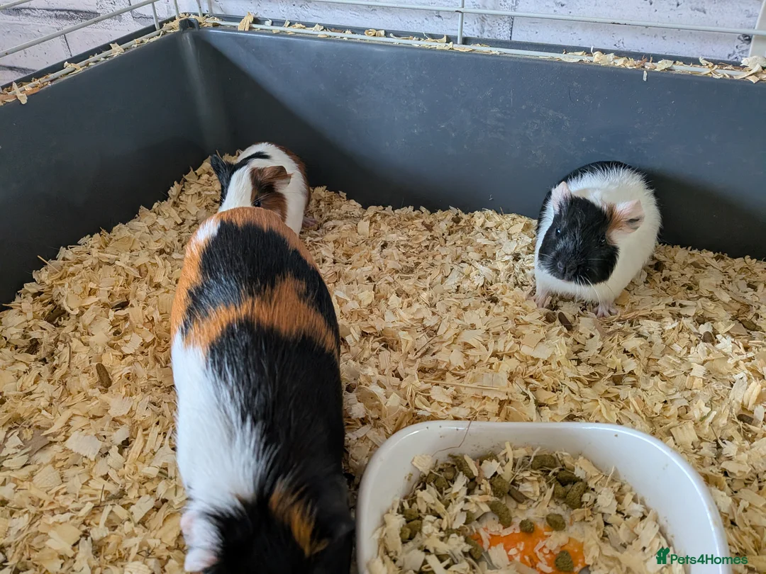Guinea Pig rodents for sale: Mixture of baby and adult female guinea pigs  - Advert 2