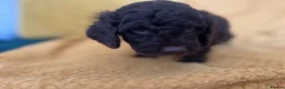 Cockapoo dogs for sale: Beautiful Cockapoo* Toy Poodle Puppies  - Advert 16