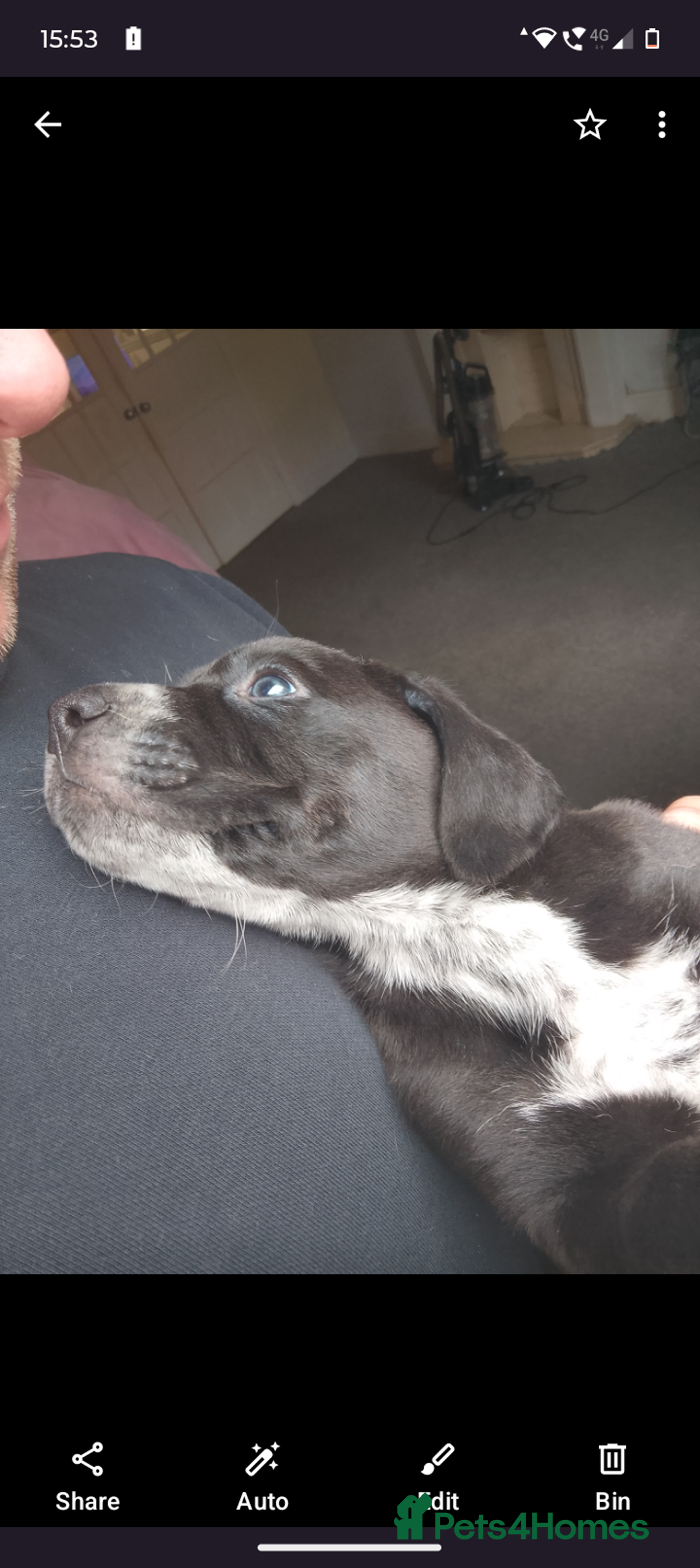 Mixed Breed dogs for sale: American Bulldog x Dobermann - Image 6
