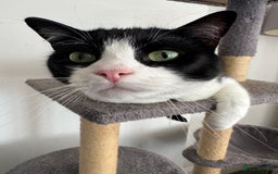 Ragdoll cats for sale: Urgent rehome for Felix,b/w neutered male 2yrs - Image 3