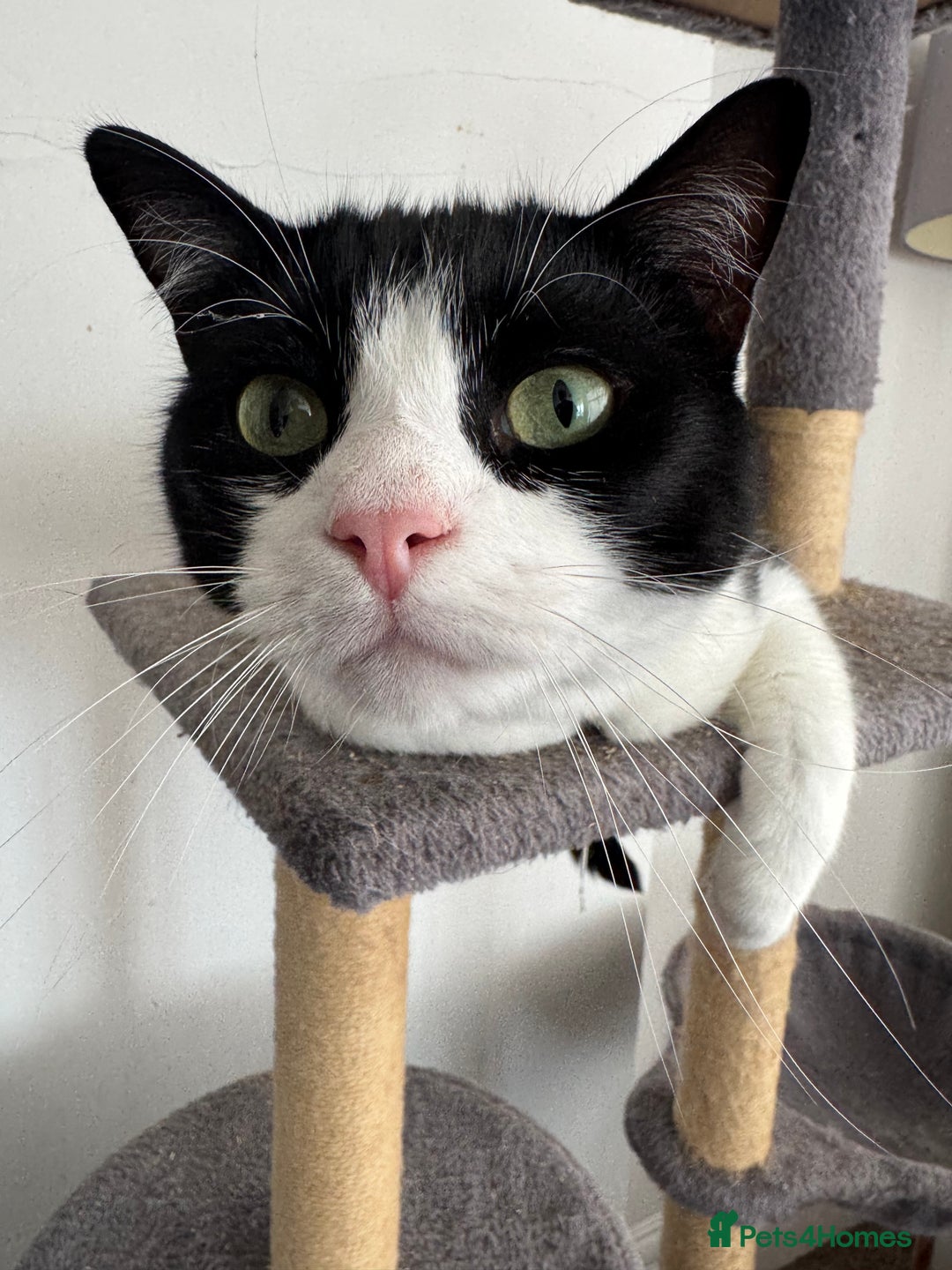 Ragdoll cats for sale: Urgent rehome for Felix,b/w neutered male 2yrs - Image 3