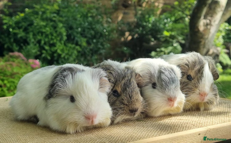 Guinea Pig rodents - Advert 19