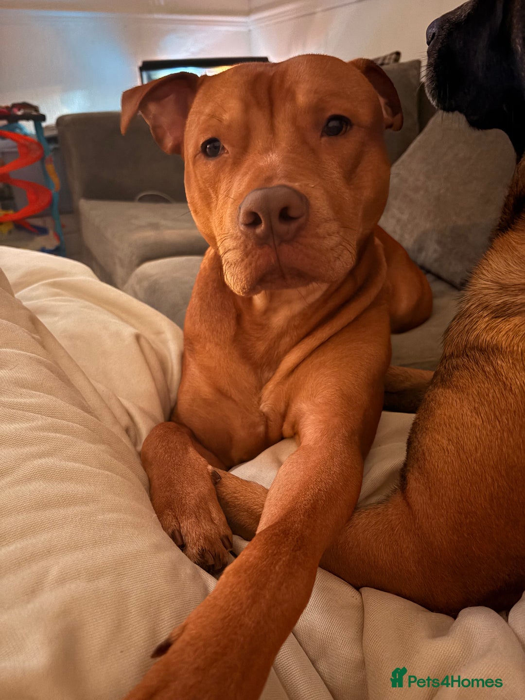 Mixed Breed dogs for sale: Rehoming Rocco  - Advert 5