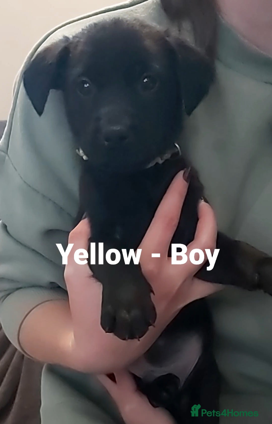 Mixed Breed dogs for sale: Lab Cross Puppies for Sale - Image 9