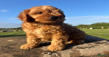 Cavapoo dogs - Advert 7