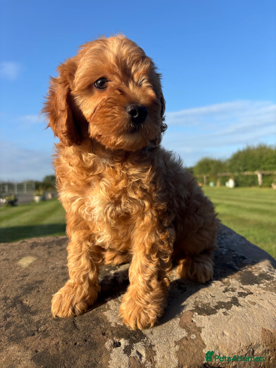 Cavapoo dogs for sale: FULLY HEALTH TESTED RED AND GOLD F1B CAVAPOOS - Image 3