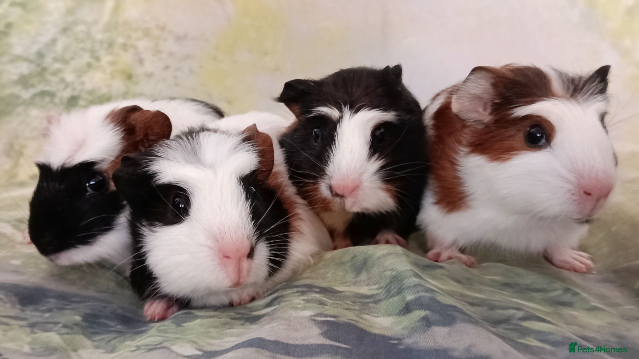 Guinea Pig rodents Muffin & Friends 🧁 – 6 Baby Guinea Pigs ❤️ - Advert 1