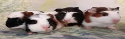 Guinea Pig rodents for sale: Muffin & Friends 🧁 – 6 Baby Guinea Pigs ❤️ - Advert 1