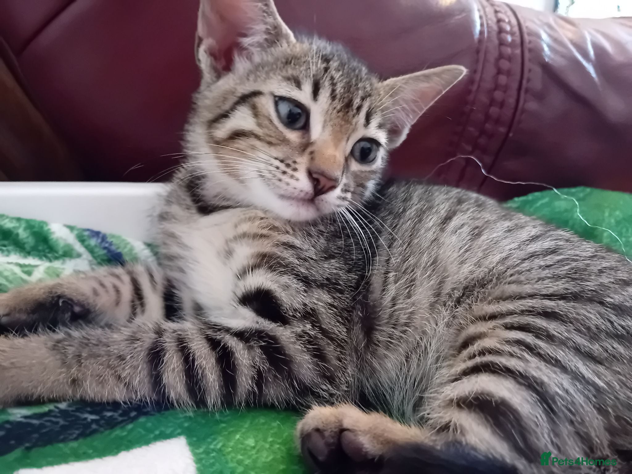 Bengal cats HomeRaised Bengal x Blue British Shorthair Kittens - Advert 3