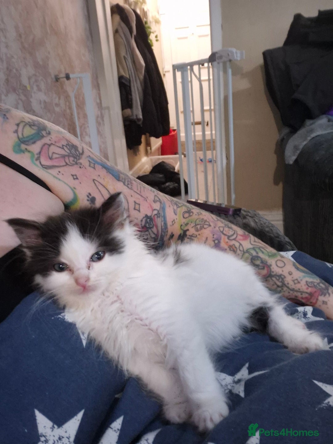 Ragdoll cats for sale: 💥💞Ragdoll x domestic💞💥  - Advert 6