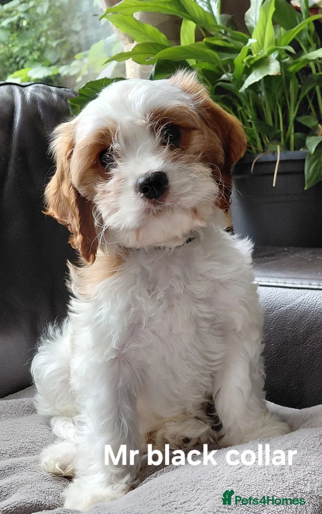 Cavapoo dogs for sale: F1b Toy cavapoo puppies Extensively health tested  - Advert 1