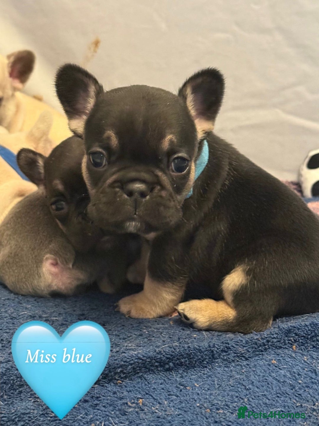 French Bulldog dogs for sale: Beautiful Pups – Looking for Their Forever Homes - Advert 23