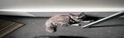 Nebelung cats for sale: Sweet cat looking for new home - Advert 5