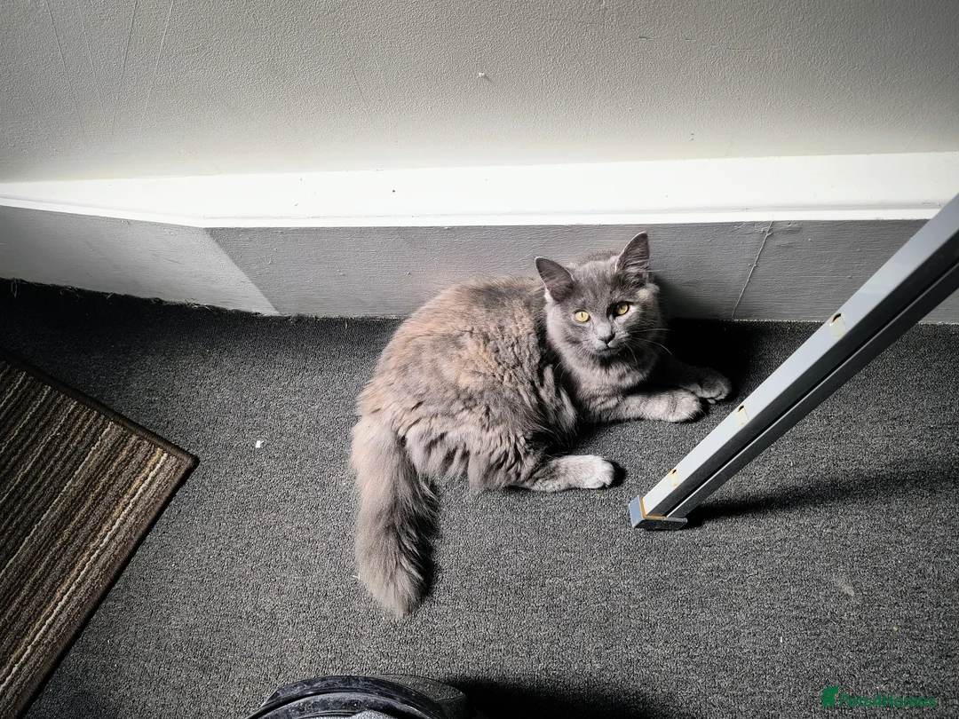 Nebelung cats for sale: Sweet cat looking for new home - Advert 5