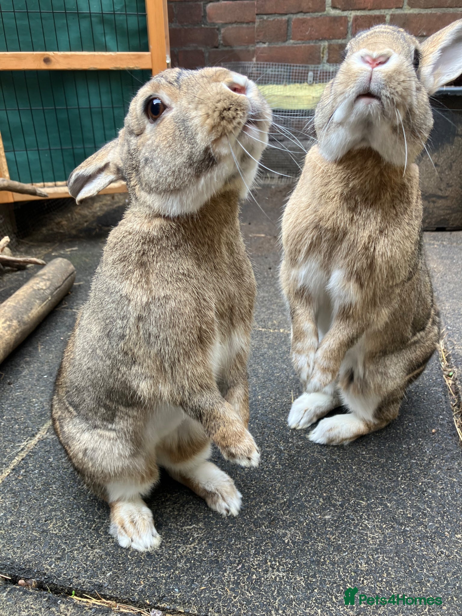 Mixed Breed rabbits Neutered pair bonded 2yo mixed breed rabbits  - Advert 2