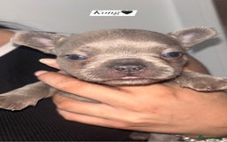 French Bulldog dogs for sale: Frenchie pups - Image 2