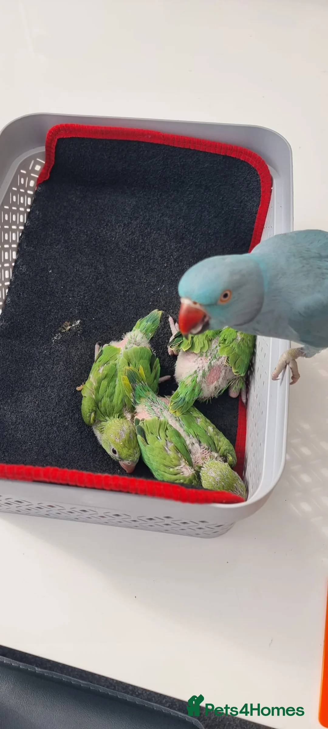 Parakeets birds for sale: Pair of IndianRingneck + Cage proven Breeding Pair in Burnley - Advert 5