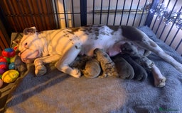 Olde English Bulldogge dogs for sale: Olde English bulldogges generational  - Image 1