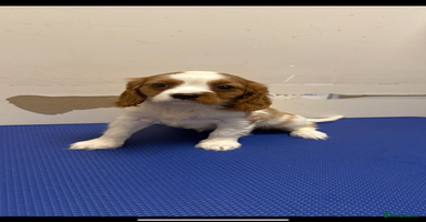 Cavalier King Charles Spaniel dogs - Advert 2