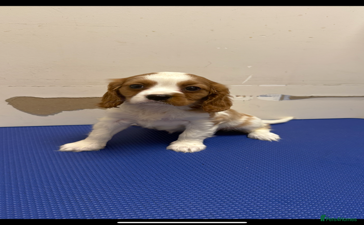 Cavalier King Charles Spaniel dogs - Advert 2