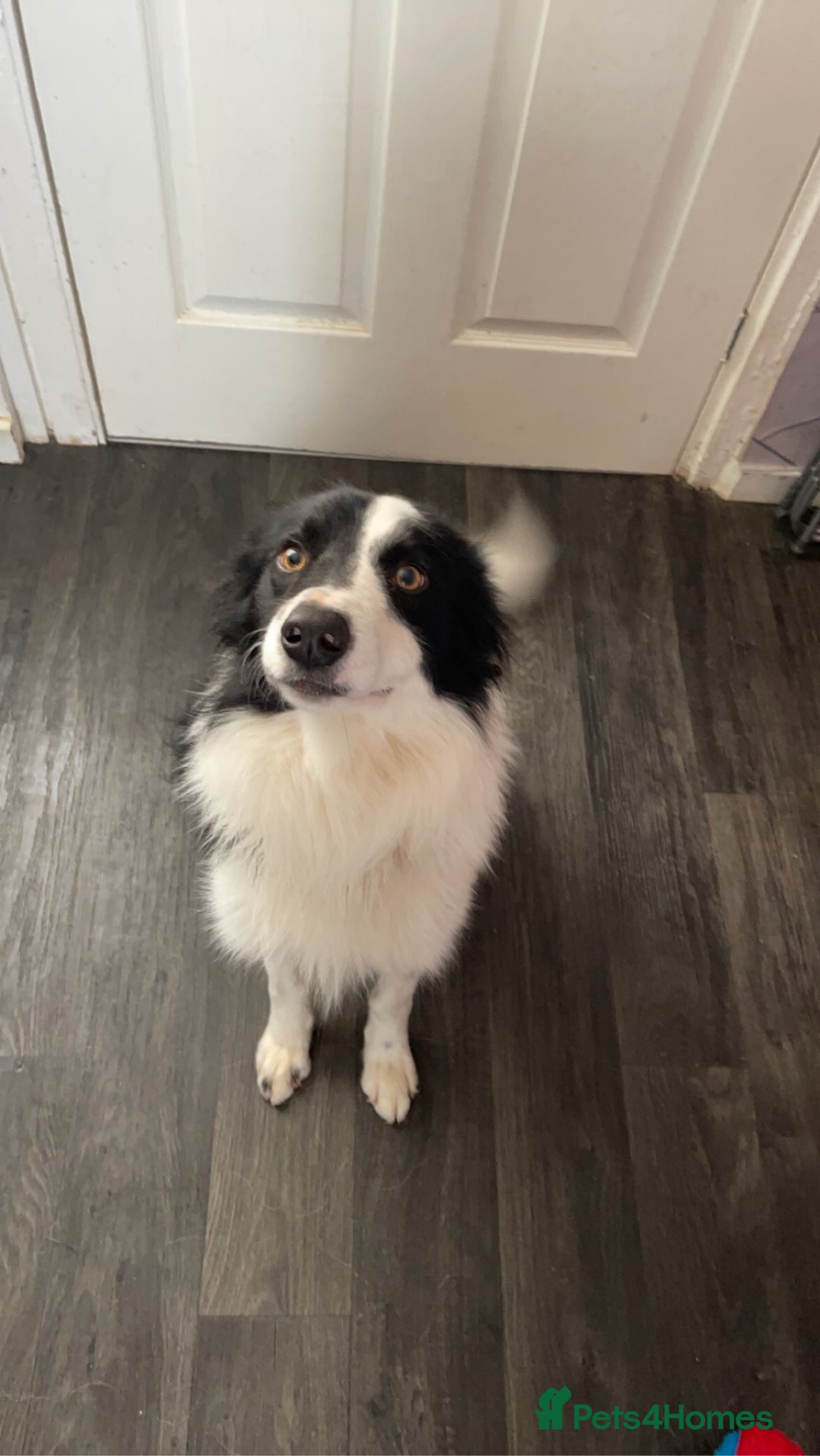 Border Collie dogs for sale: Rex the border collie - Advert 6