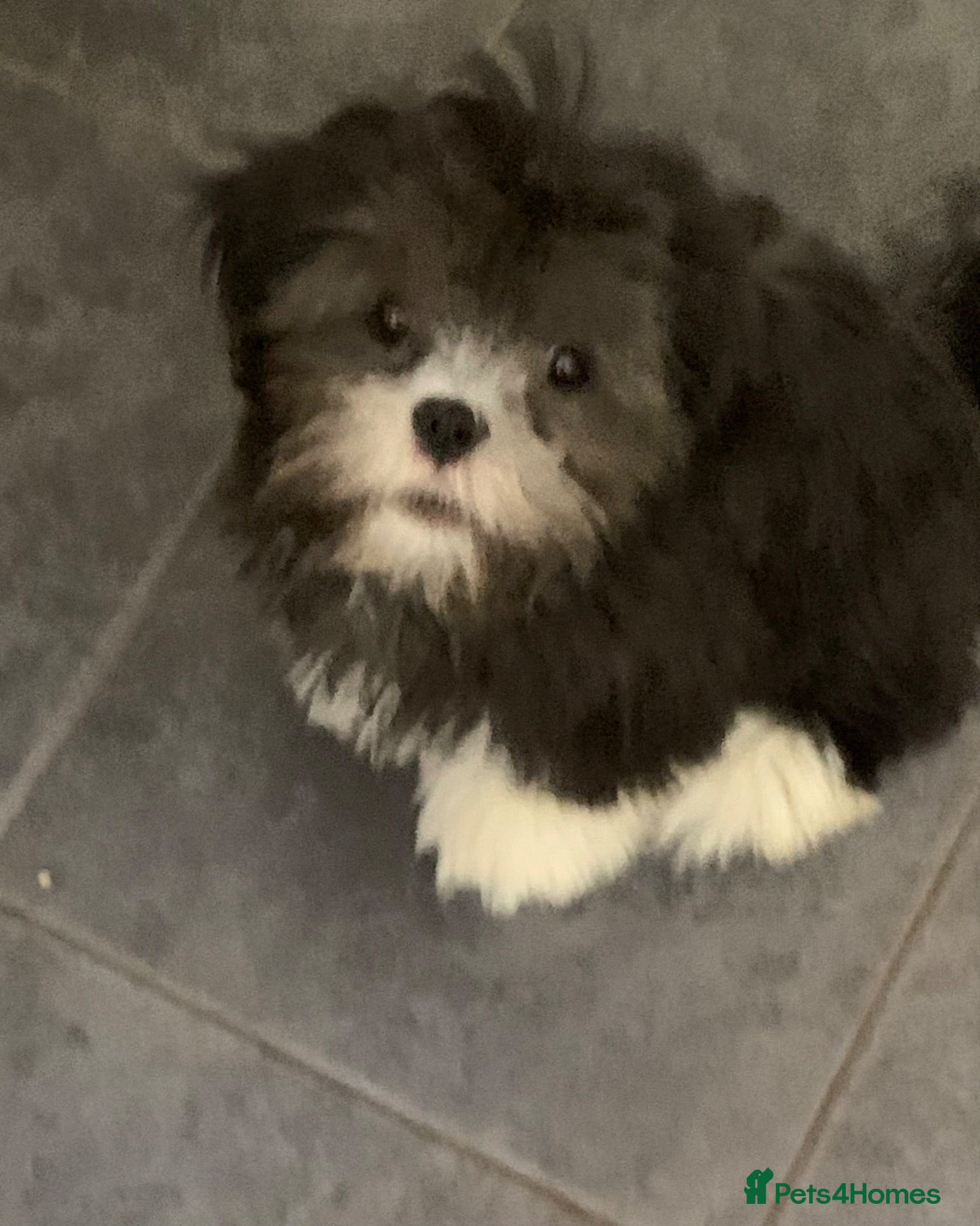 Lhasa Apso dogs Beautiful Lhasa boys for sale ready now  - Advert 9