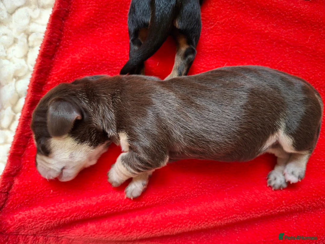 Miniature Dachshund dogs for sale: 🐾❤️KC Reg Smooth Haired Miniature dachshunds  - Advert 5