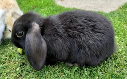 Mini Lop rabbits for sale: Gorgeous Mini Lop X French Bunnies Ready to Go! - Image 25