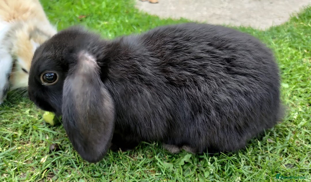 Mini Lop rabbits for sale: Gorgeous Mini Lop X French Bunnies Ready to Go! - Image 25