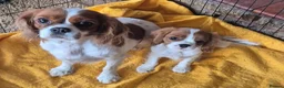Cavalier King Charles Spaniel dogs for sale: Beautiful Cavalier King Charles Spaniel puppy - Advert 2