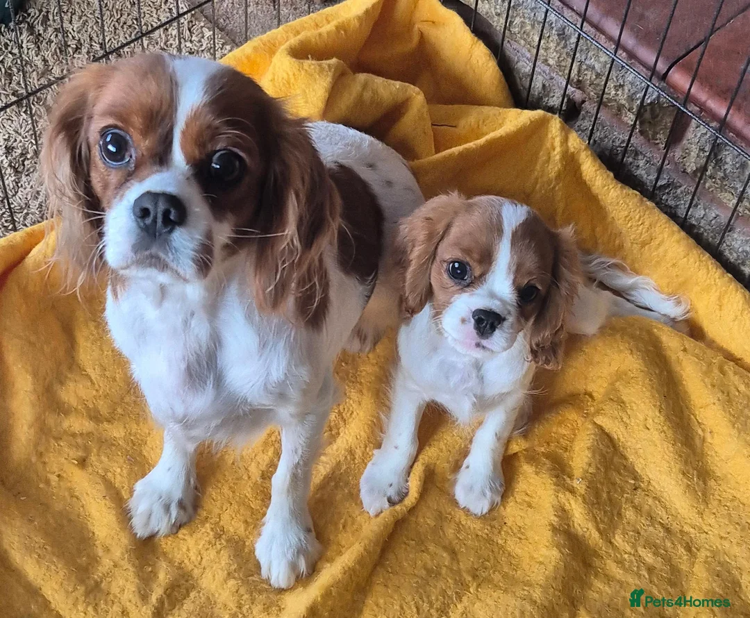 Cavalier King Charles Spaniel dogs for sale: Beautiful Cavalier King Charles Spaniel puppy - Advert 2