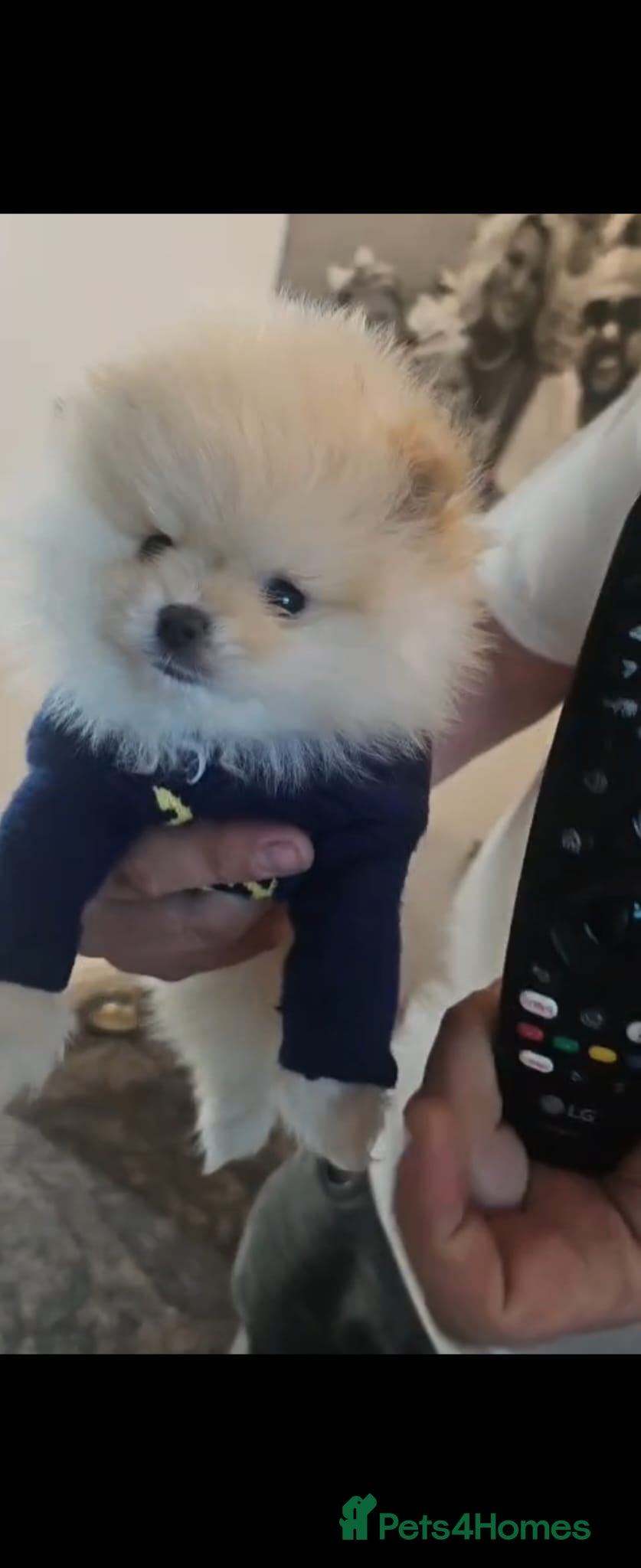 Pomeranian dogs ✨ Beautiful Cream Pomeranian Puppy both Parents  - Advert 6