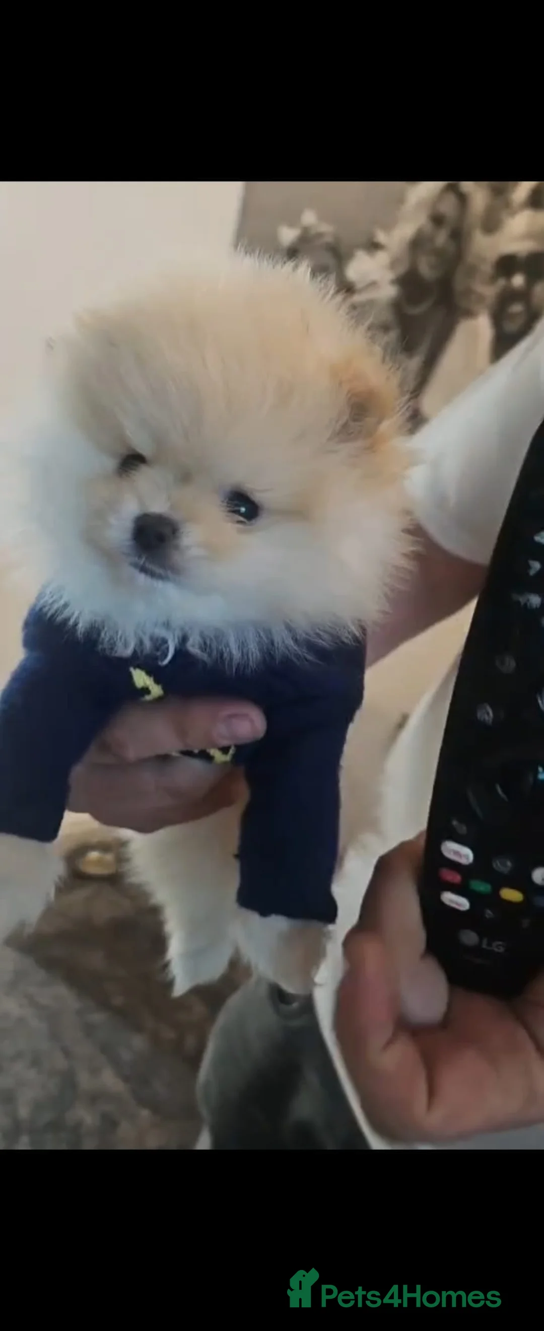 Pomeranian dogs for sale: ✨ Beautiful Cream Pomeranian Puppy both Parents  - Advert 1