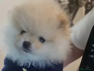 Pomeranian dogs ✨ Beautiful Cream Pomeranian Puppy both Parents - Advert 6