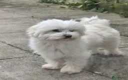 Maltipoo dogs for sale: TINY MALTIPOOS - Image 15