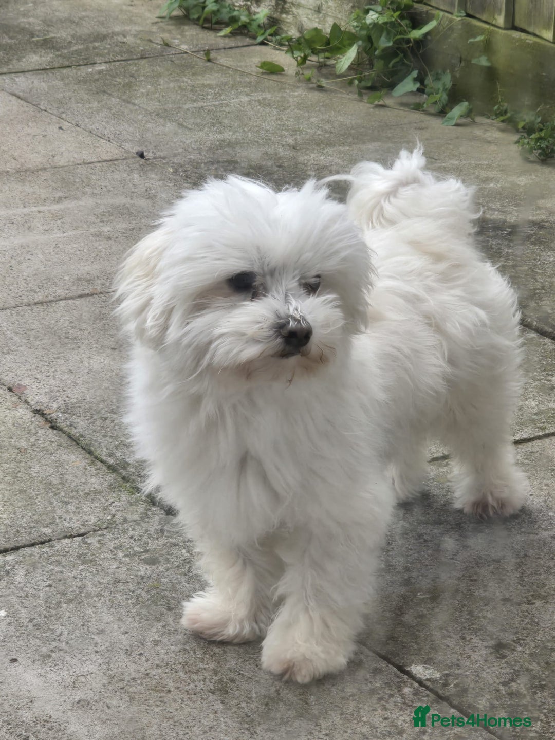 Maltipoo dogs for sale: TINY MALTIPOOS - Image 15