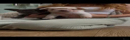 French Bulldog dogs for sale: Floodle pups  in Basildon - Advert 10
