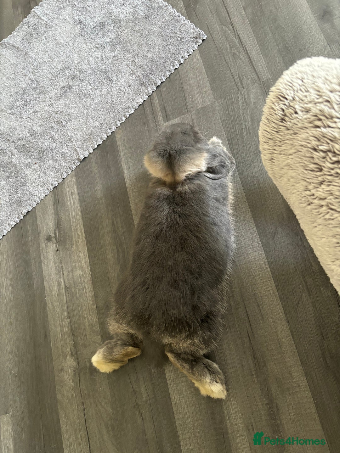 Mini Lop rabbits for sale: mini lop grey otter buck - Image 7