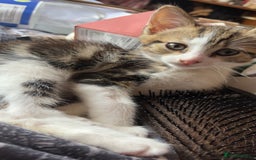 British Shorthair cats for sale: 4 tabby kittens  - Image 10