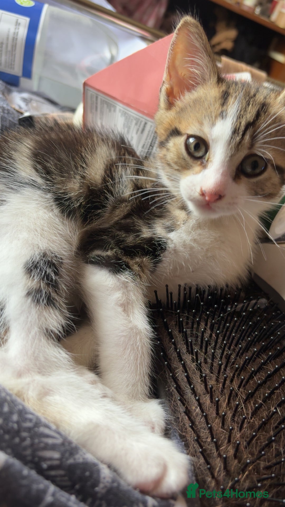 British Shorthair cats for sale: 4 tabby kittens  - Image 10