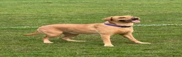 Labrador Retriever dogs for sale: Redfox cross Boxhead labrador puppies  in Bedford - Advert 12