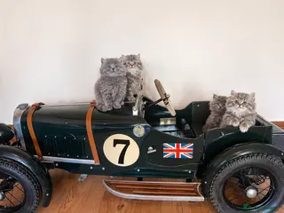 British Longhair cats 5⭐ family-raised British Longhair kittens - Advert 6